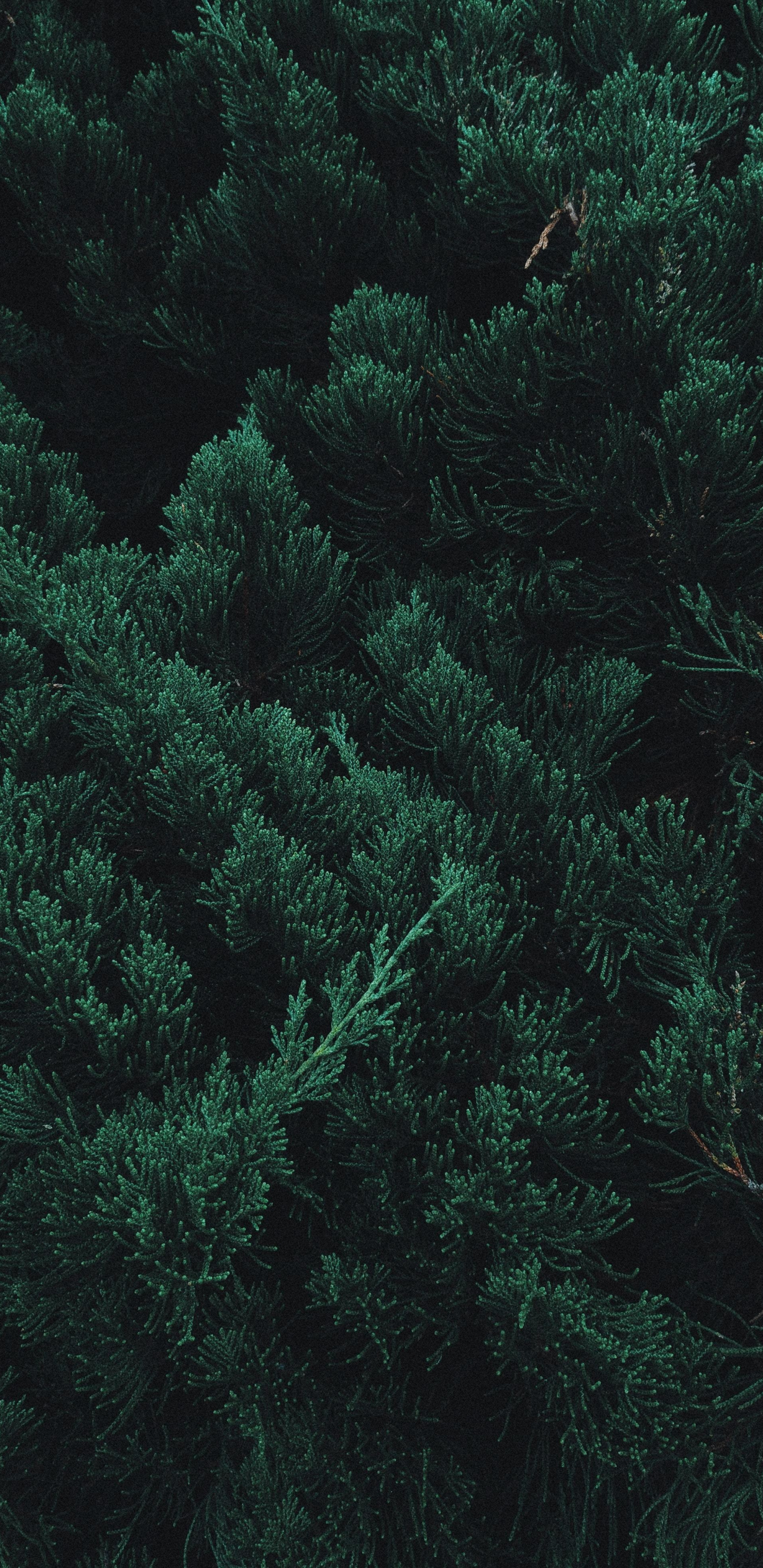 Pine, Tree, Leaf, Branches, Green, Wallpaper