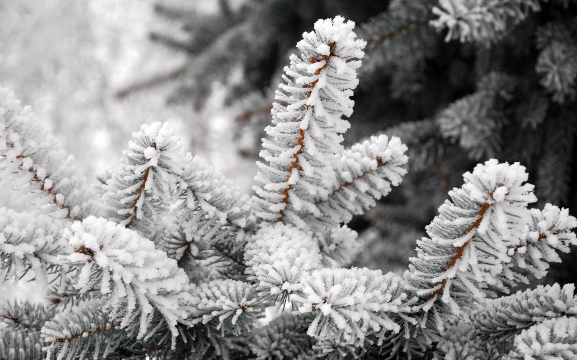 A Close Up Of A Fir Tree Branch Covered With Hoarfrost