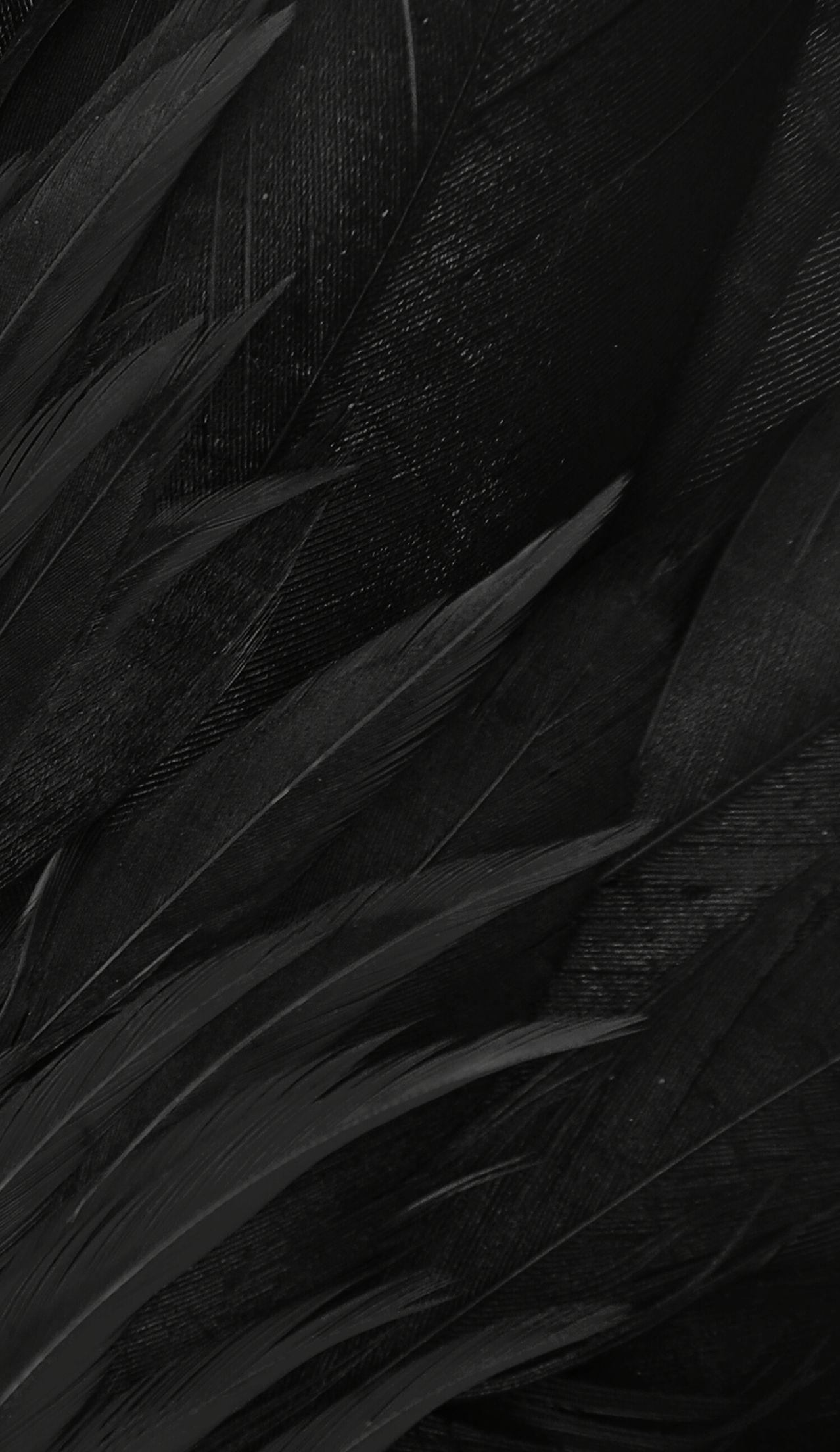 Black feathers. Matte black background, Black feathers