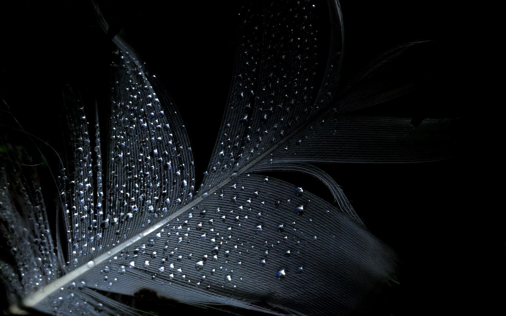 Feather Black Background. Feather