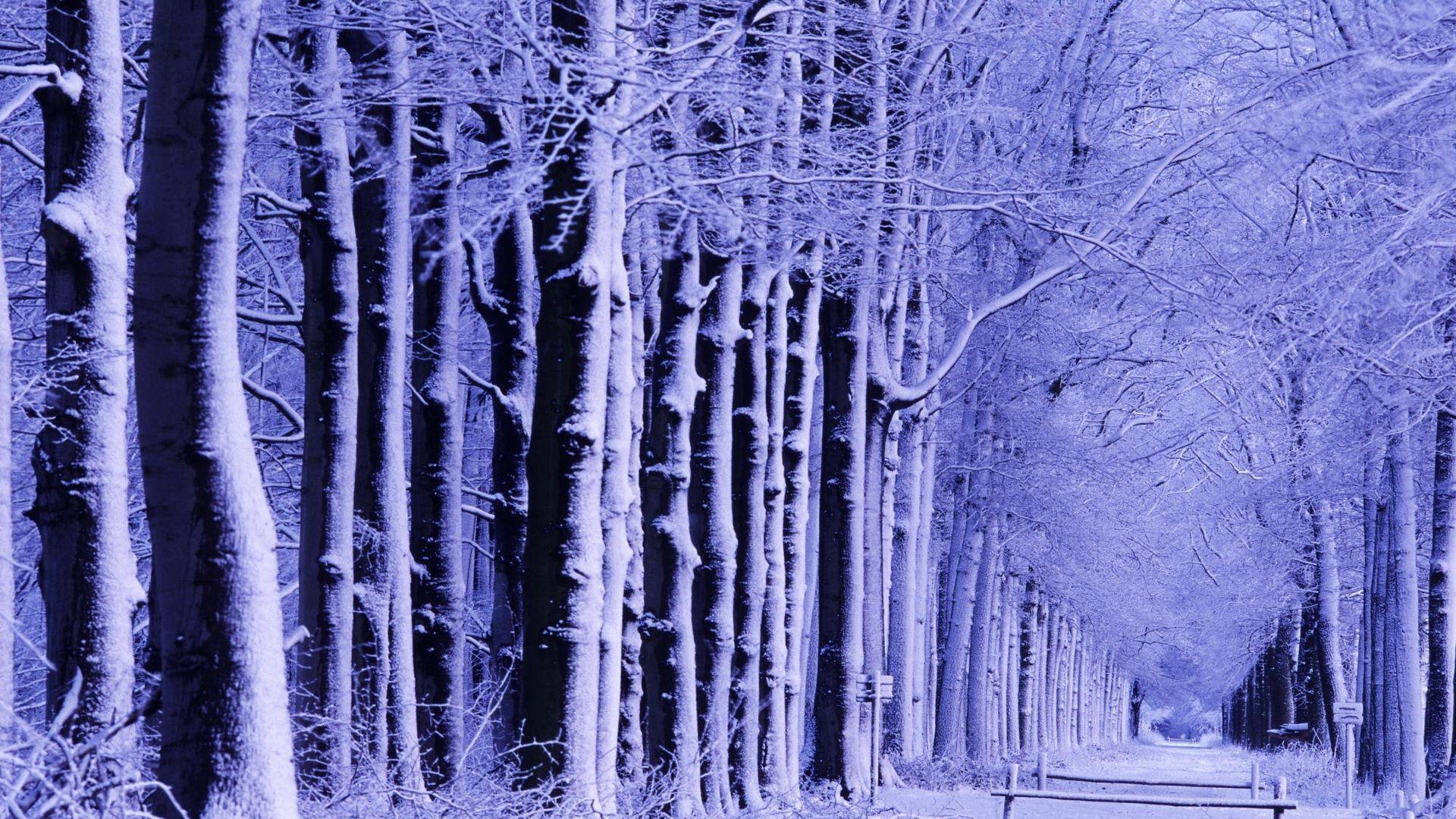 Wallpaper winter, park, shop, trees, snow