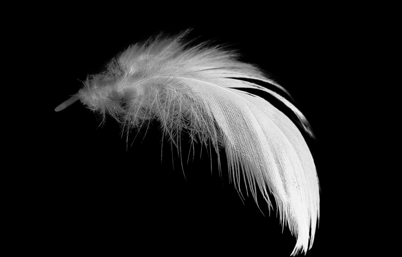 Wallpaper white, black, feathers image for desktop, section макро