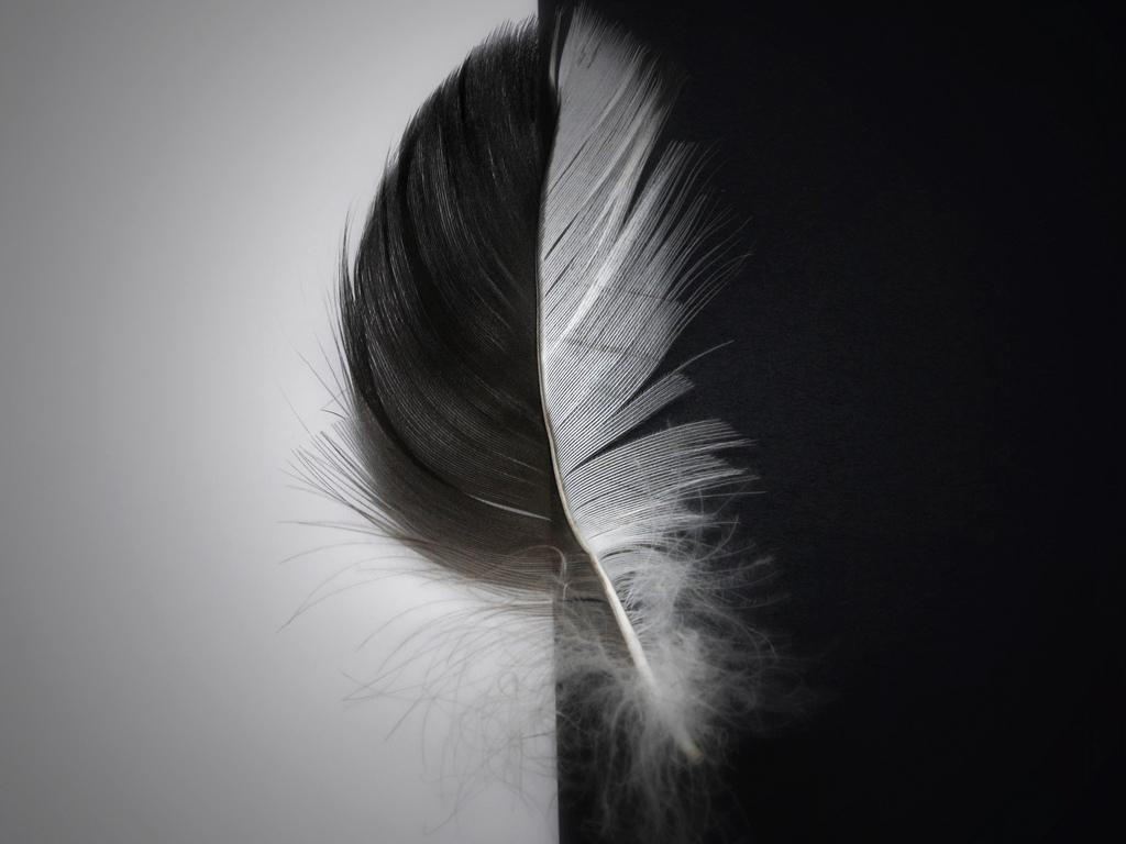Feather Black Background. Feather