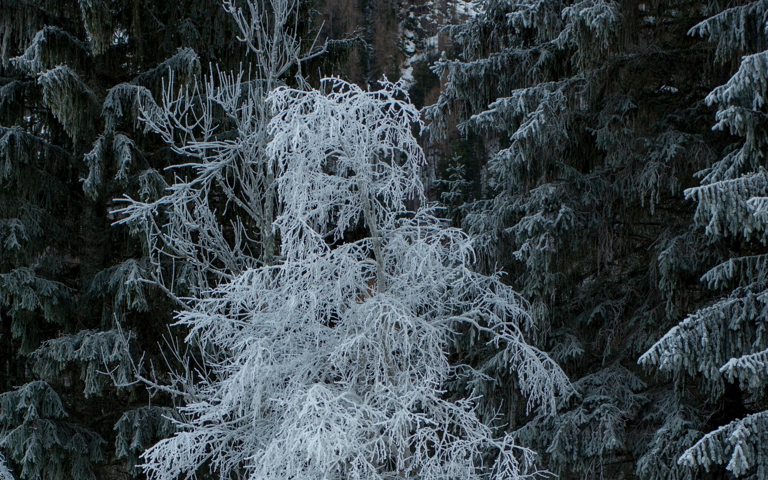 Download wallpaper 2560x1600 trees, hoarfrost, snow, winter