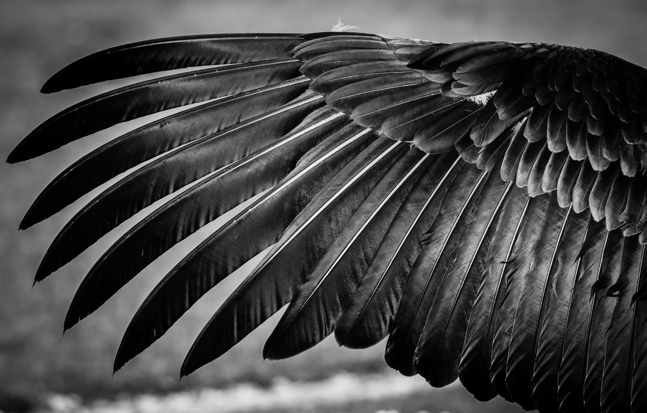 Wallpaper bird, feathers, wing, black and white image