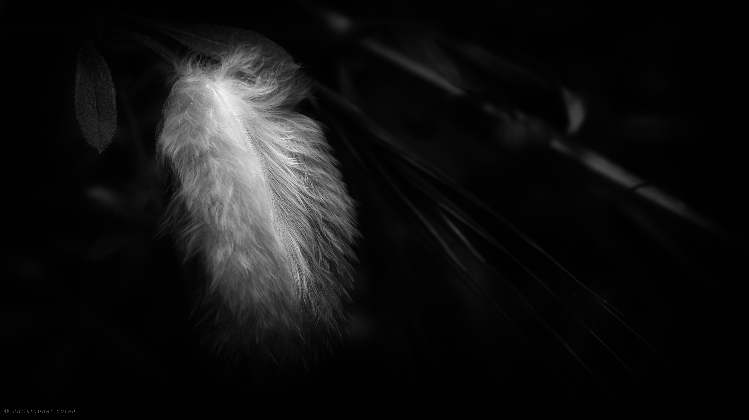 Feather on a breath of wind HD Wallpaper. Background Image