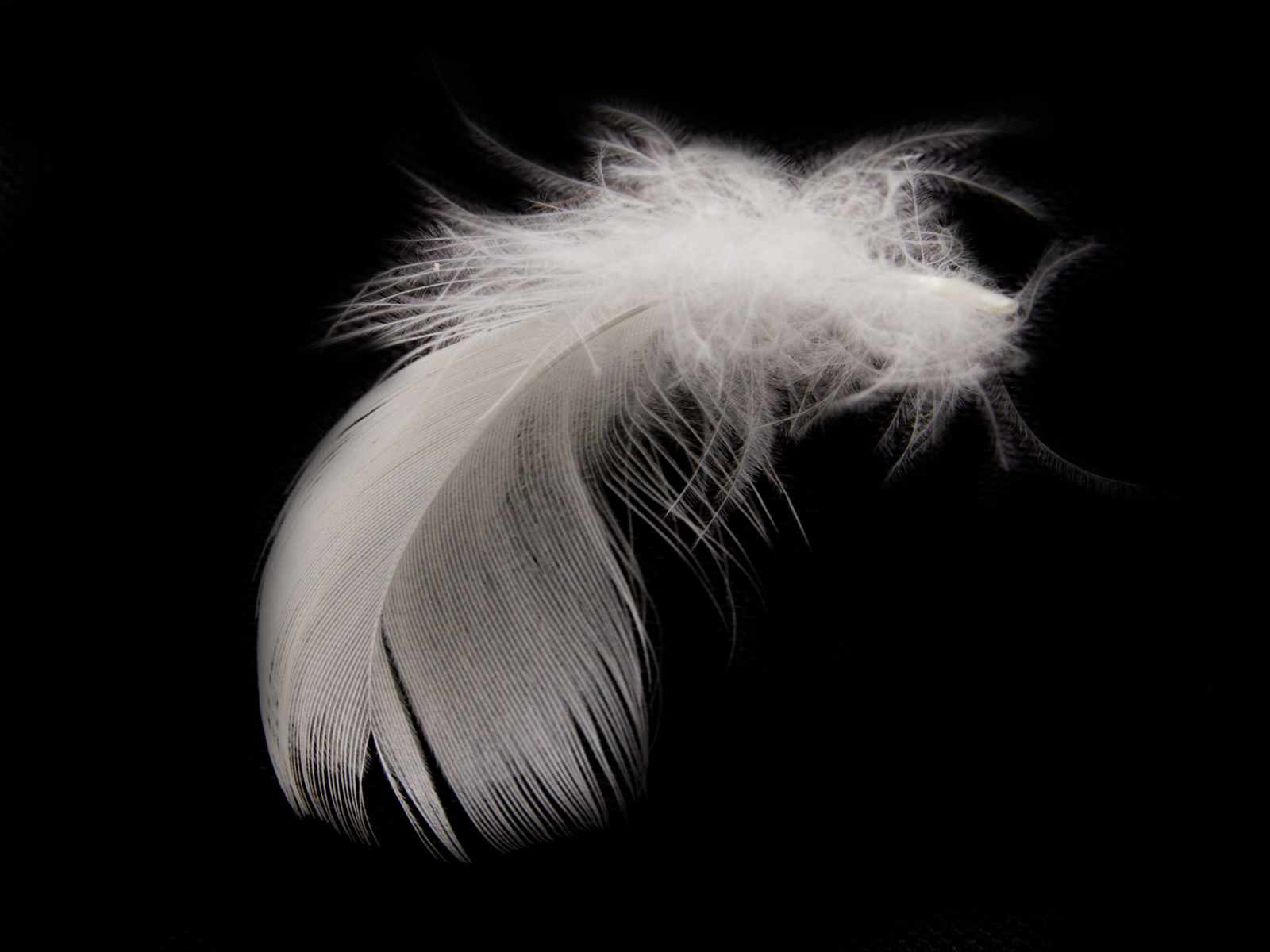 Feather Black Background. Feather