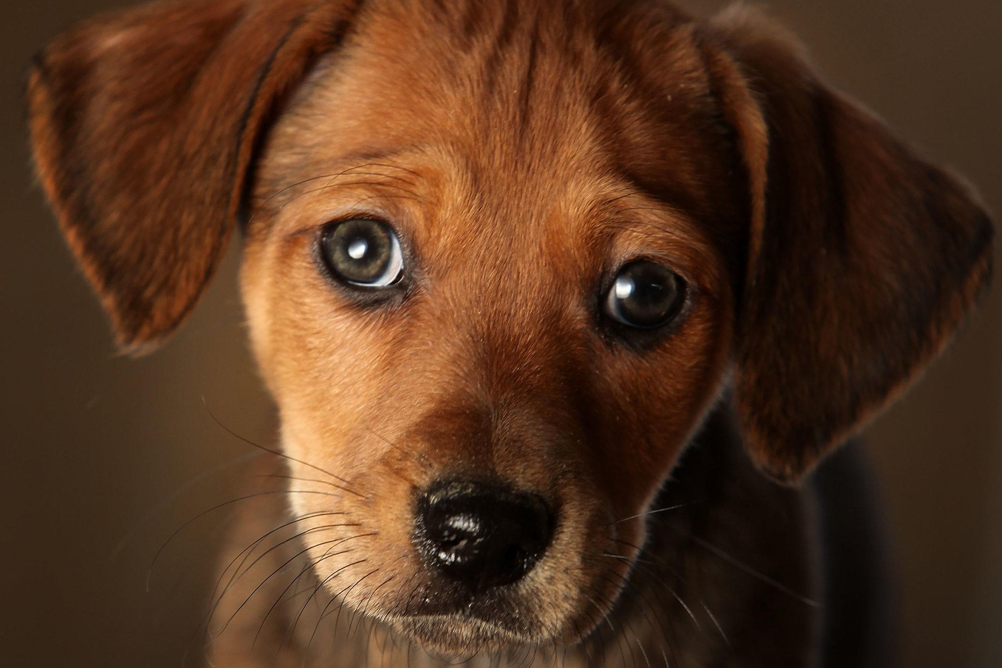 Those Puppy Dog Eyes You Can't Resist? Thank Evolution