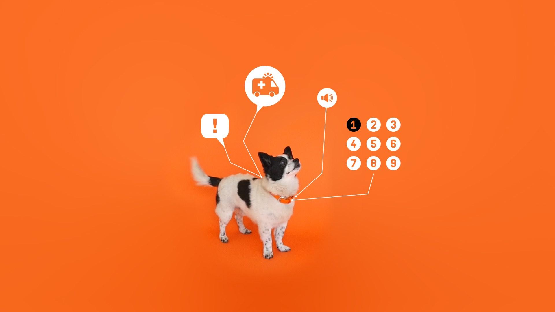 The Tech Helping Dogs Learn to 'Talk' With Humans