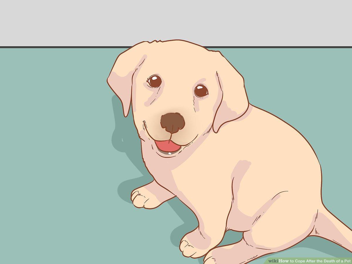 Ways to Cope After the Death of a Pet