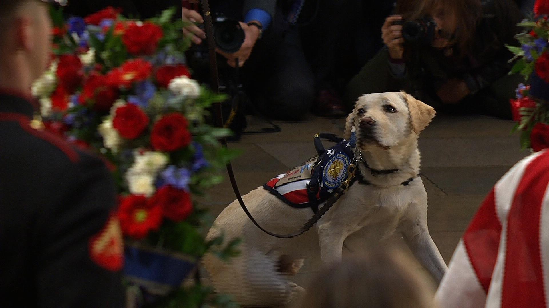 Watch Sully the dog say goodbye one last time