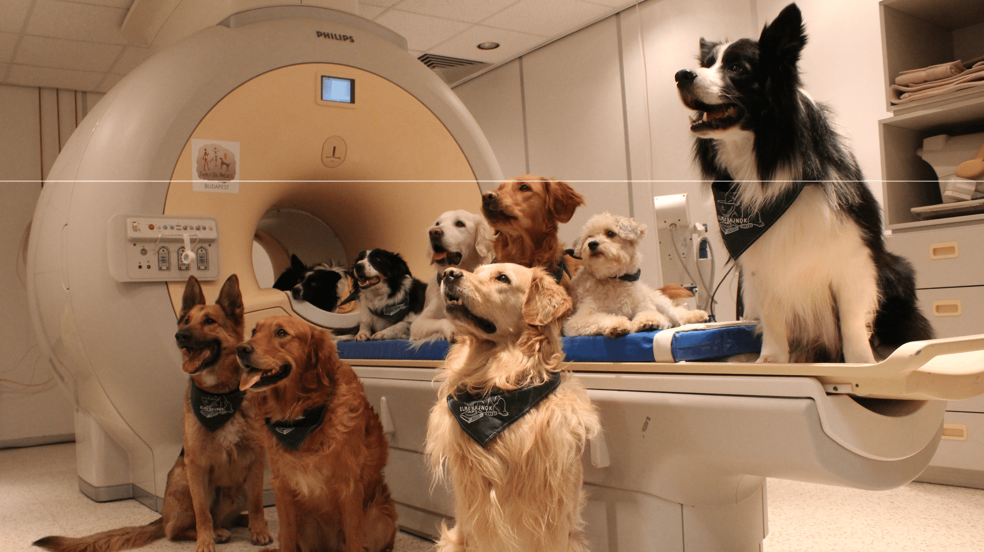 Your dog really does know what you're saying, and a brain