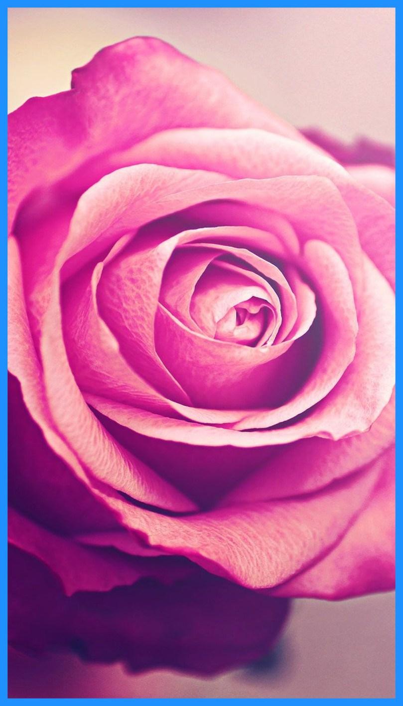 Rose Gold Flower Wallpaper 66 Free Download