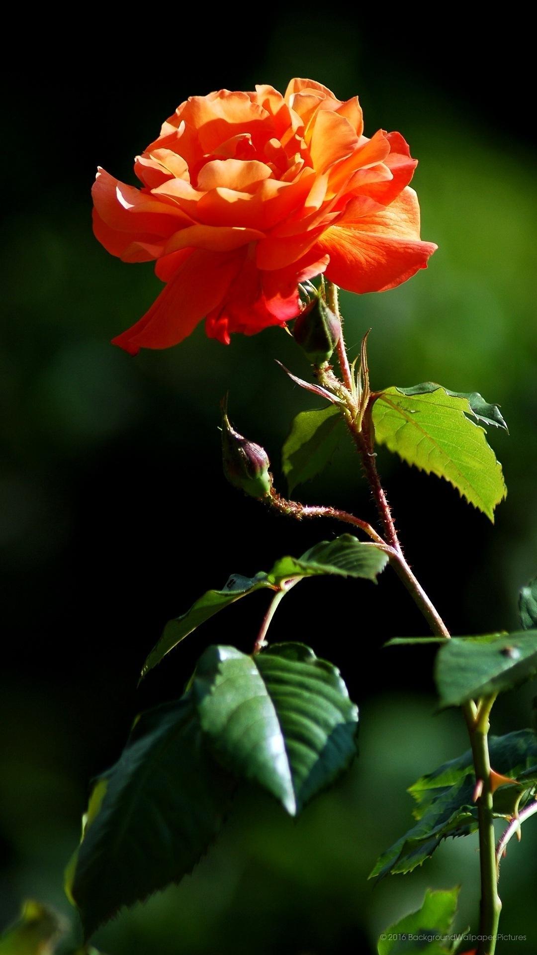 Hd Nature Wallpaper For Mobile Wallpaper Full HD