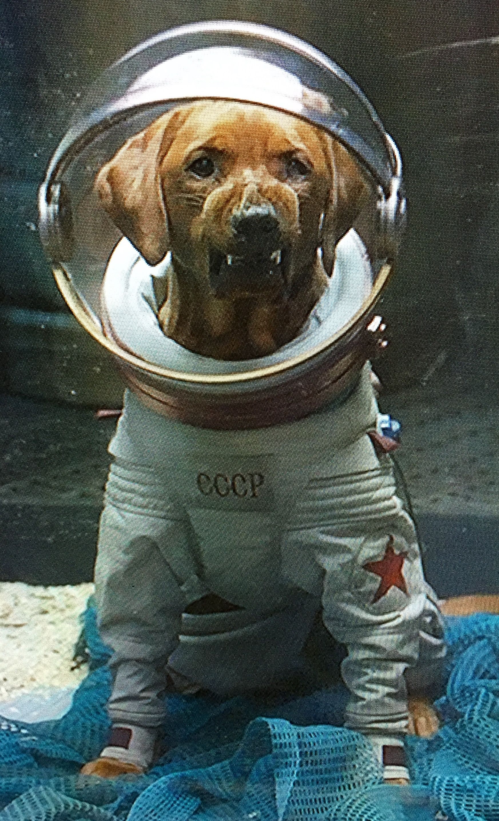 Cosmo the Spacedog. Introduced in the 2014 film Guardians