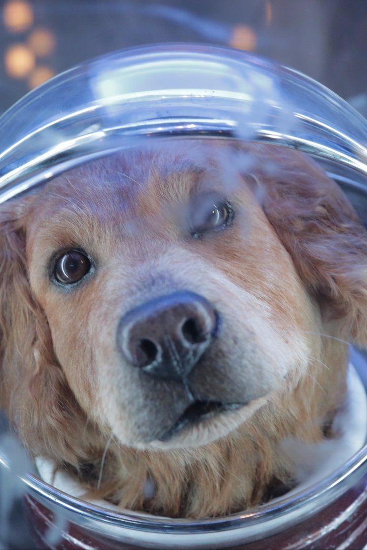 Meet Cosmo the Spacedog From Disneyland's New Guardians