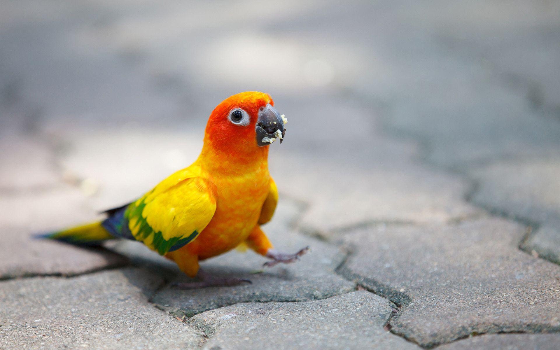 Sassy Sun Conure Parrot, just like Gwen's pet Sonny!. Funny
