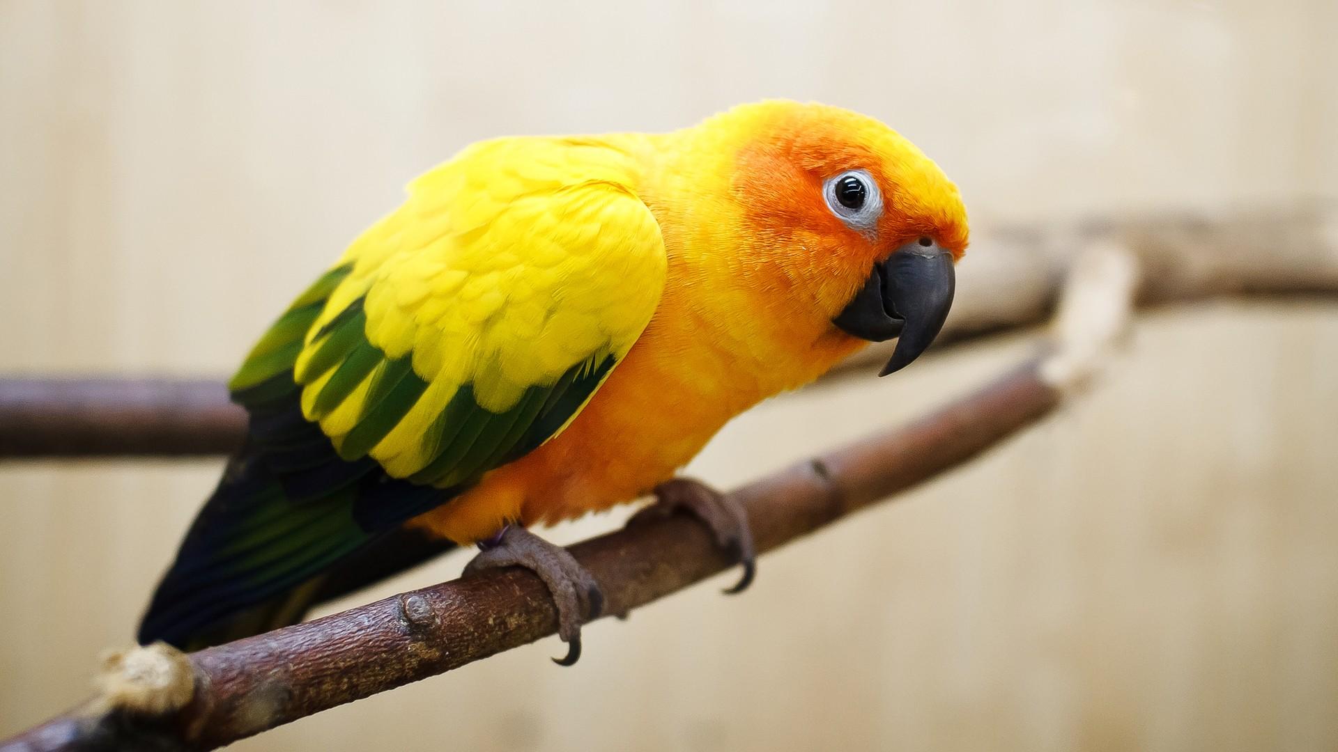 Cute Parrot Picture