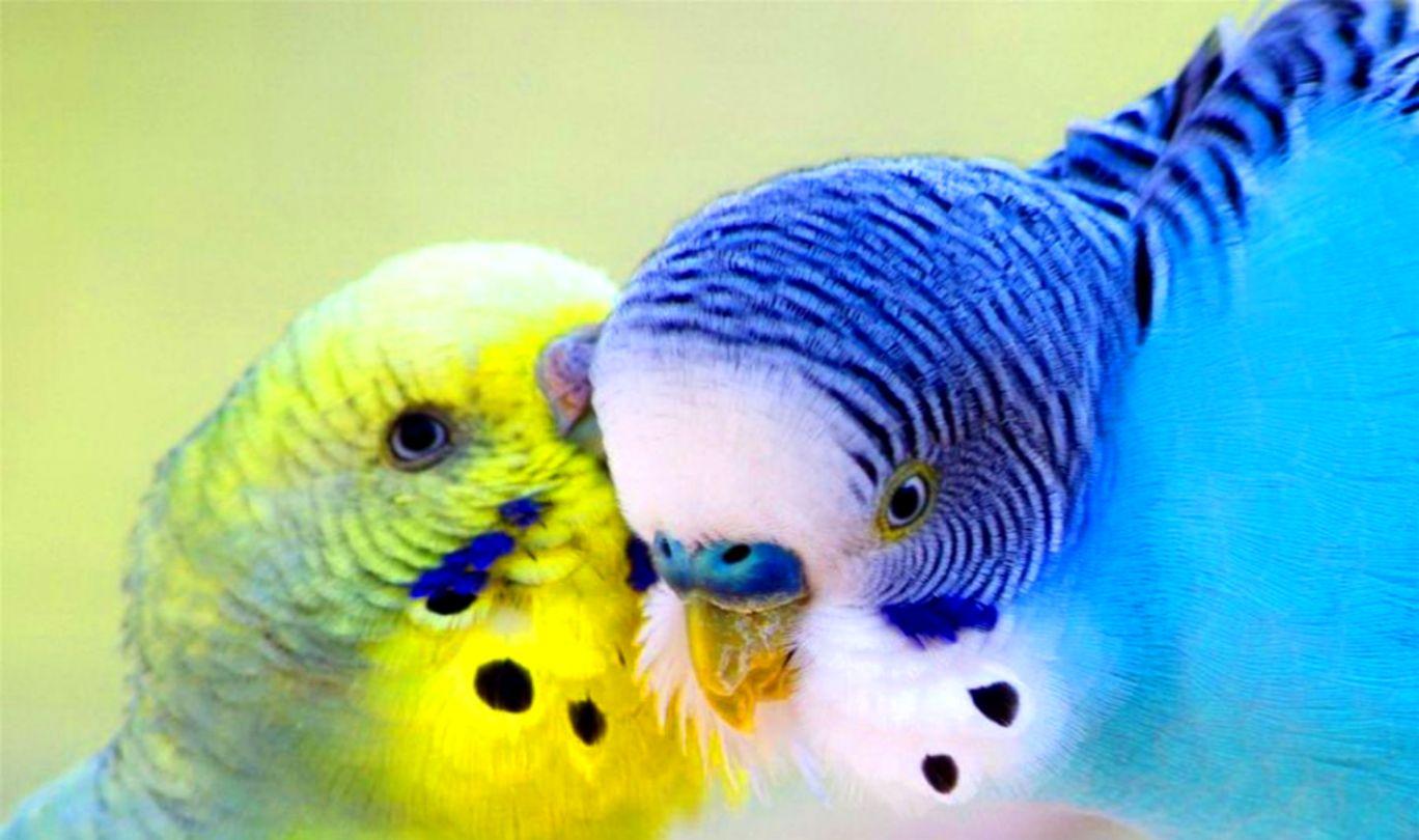 Parrot Blue Bird HD Wallpaper. Best Beach Picture