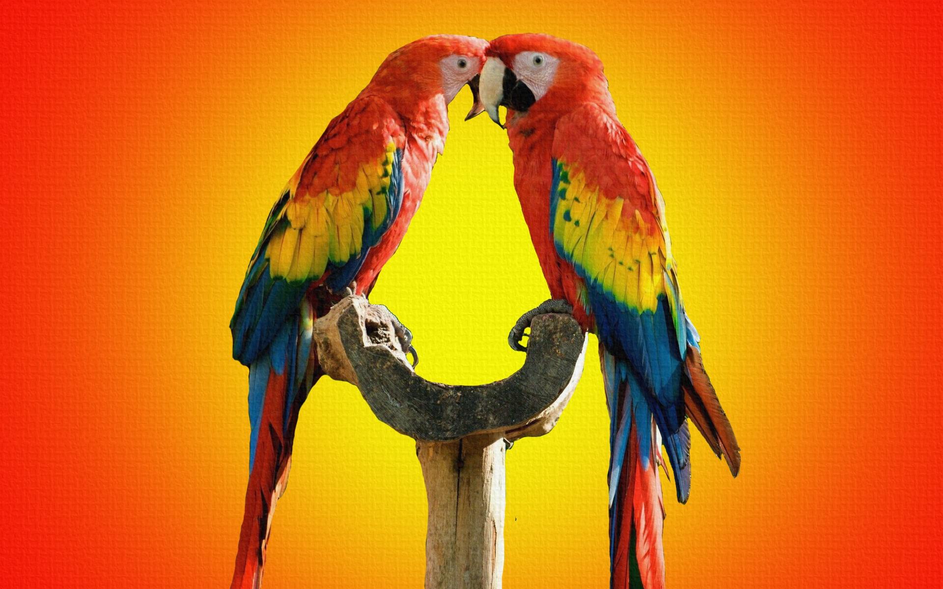 Parrot Birds Kissing Wallpaper Wallpaper Colorful