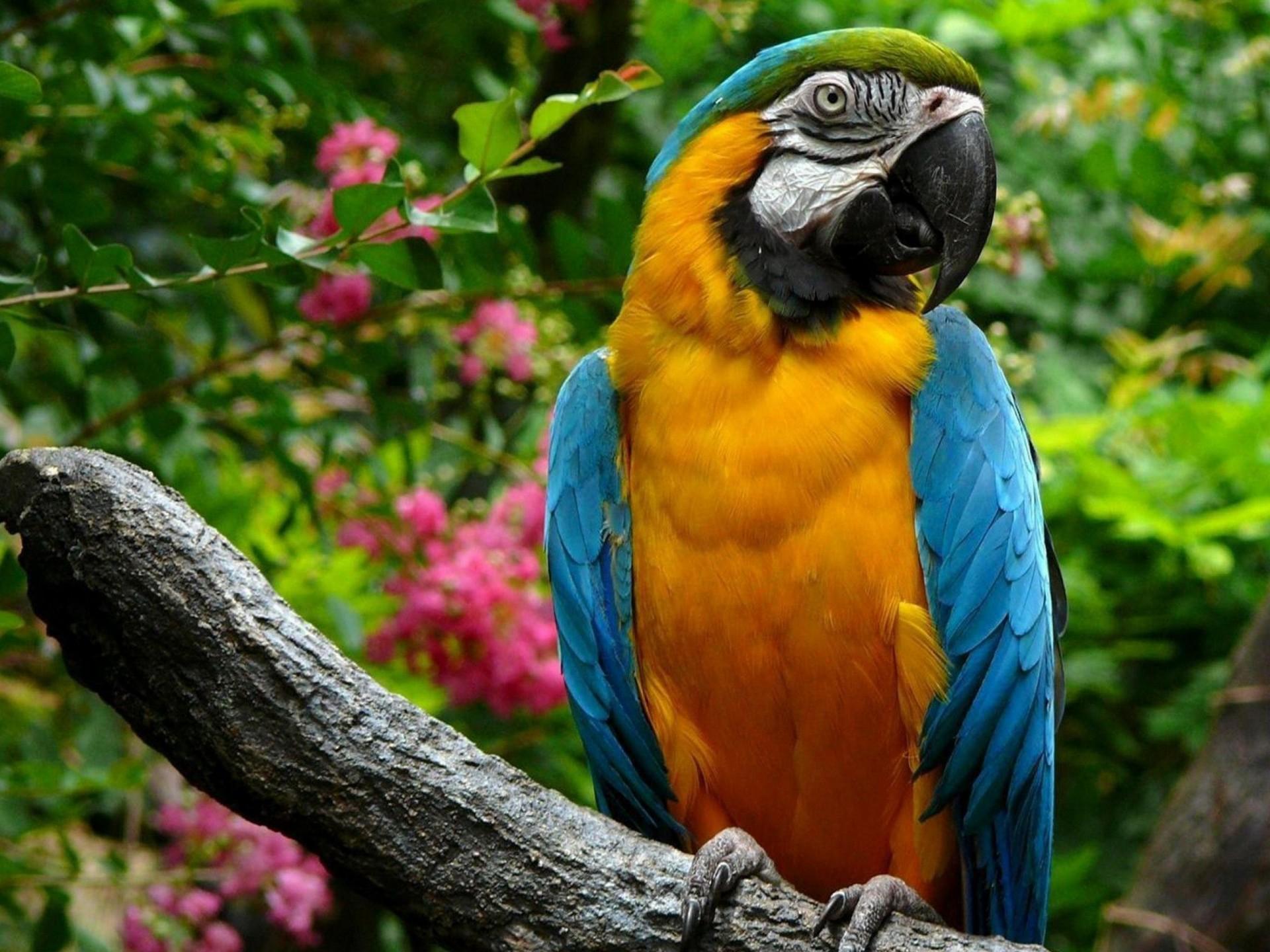 Animals Bird Parrot Macaw Wallpaper 3840x2400, Wallpaper13.com