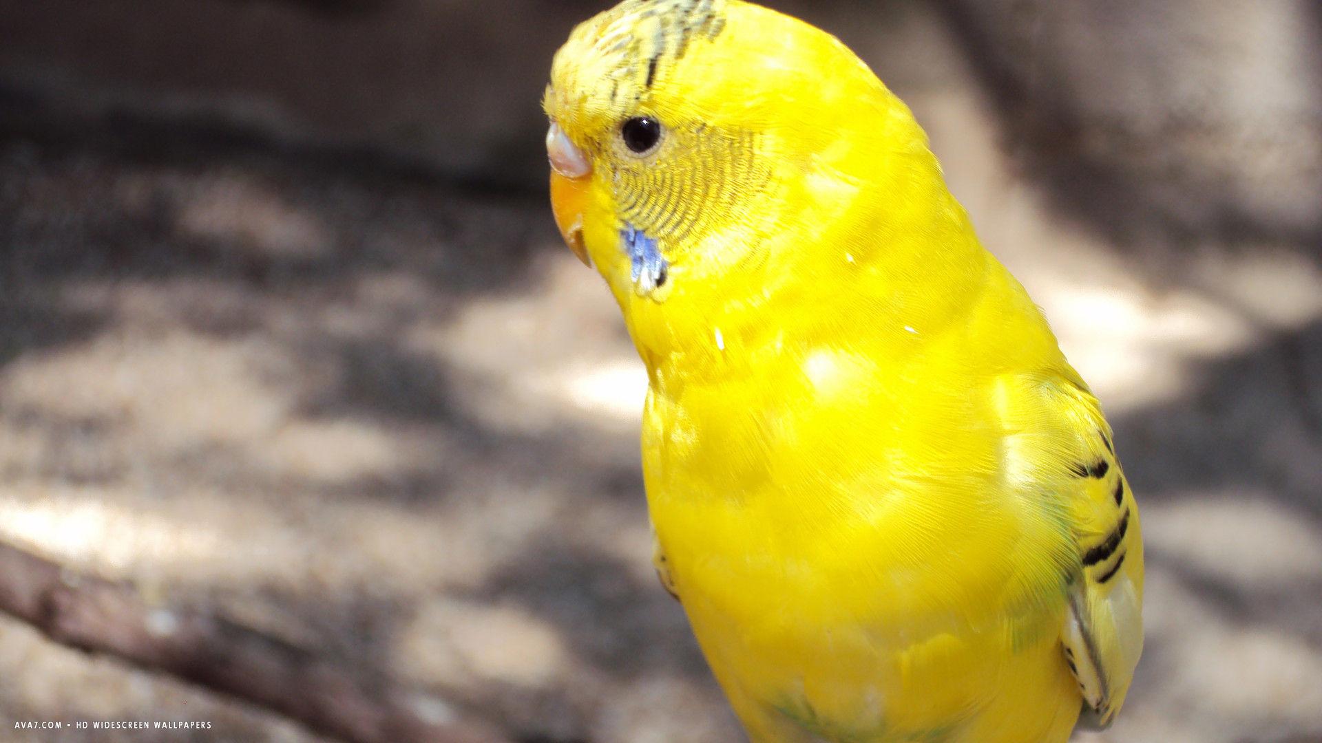 budgie parrot cute yellow parakeet bird HD widescreen