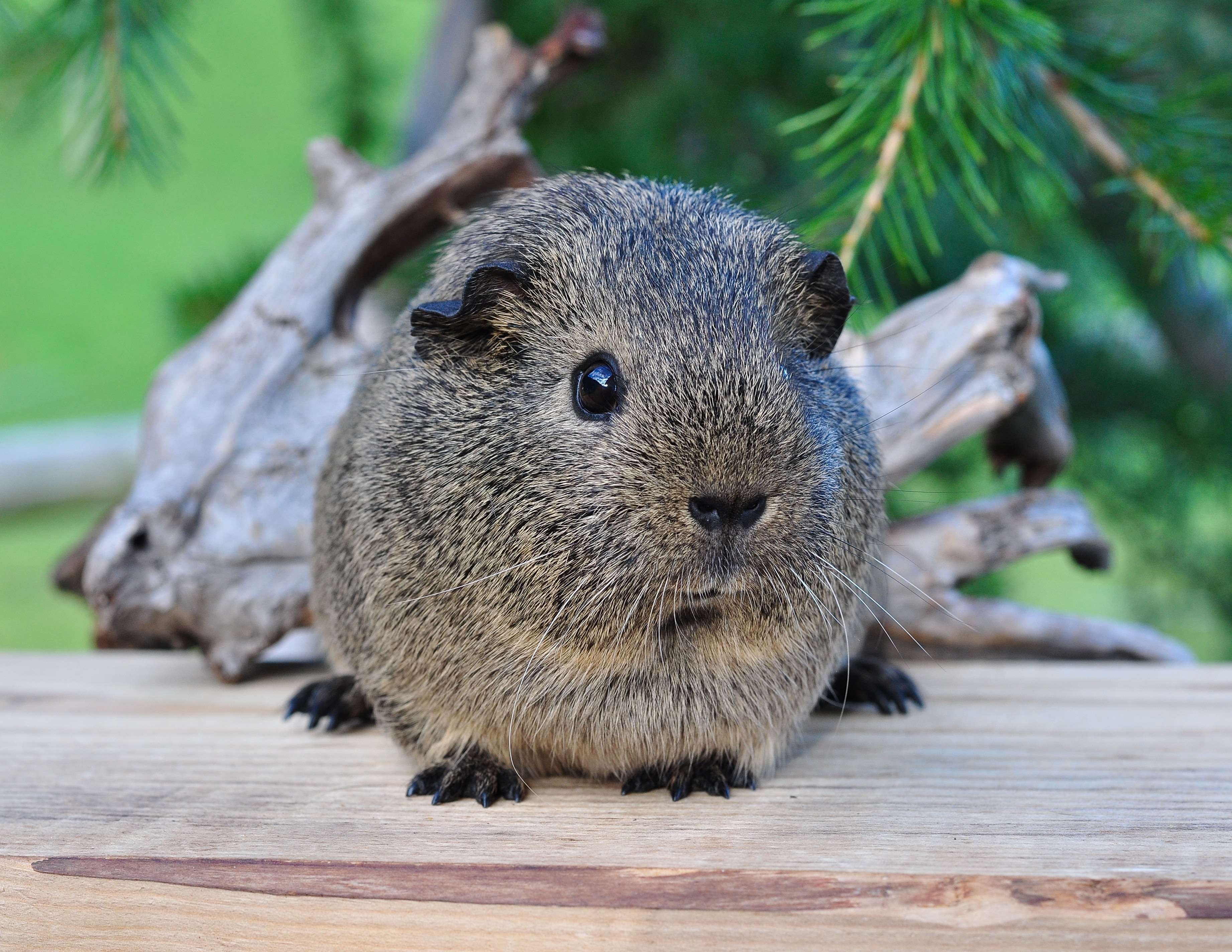 animal, close up, cute, domestic, grey, guinea pig