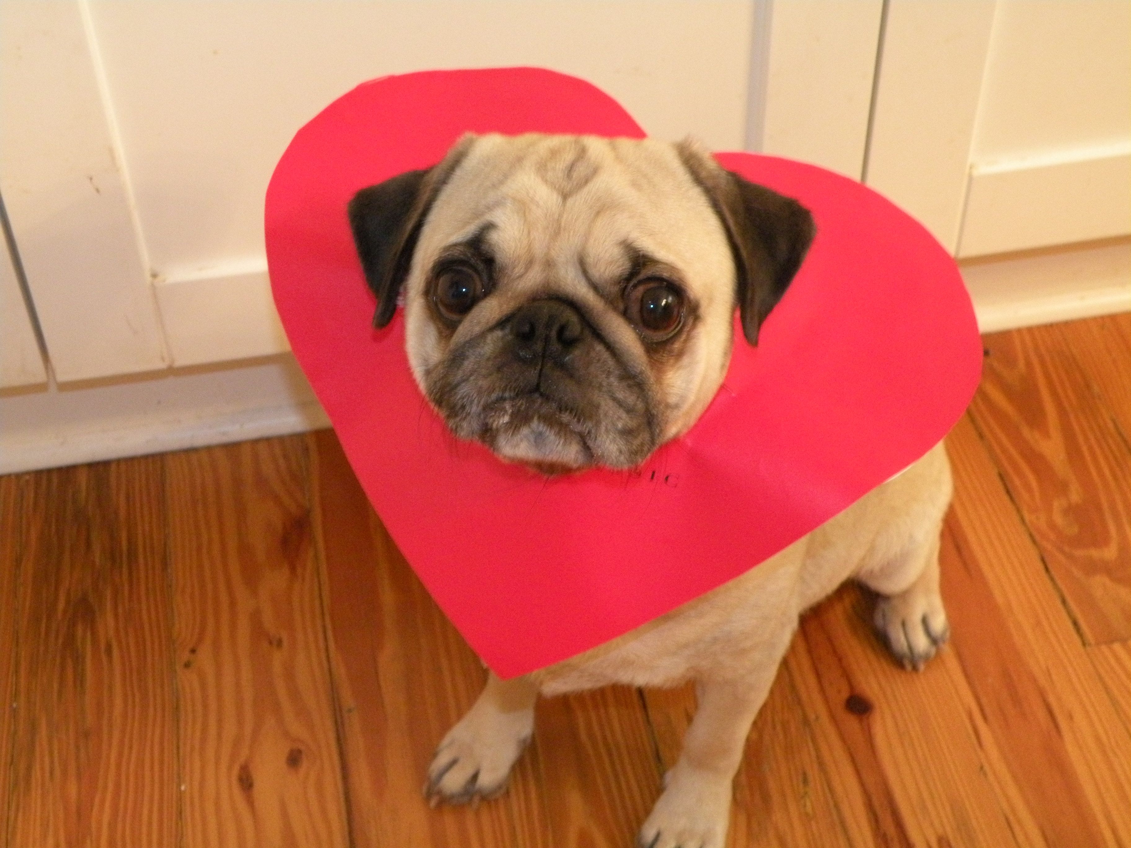 Happy Valentine's Day. Pet. Pugs, Pug valentine, Pug love