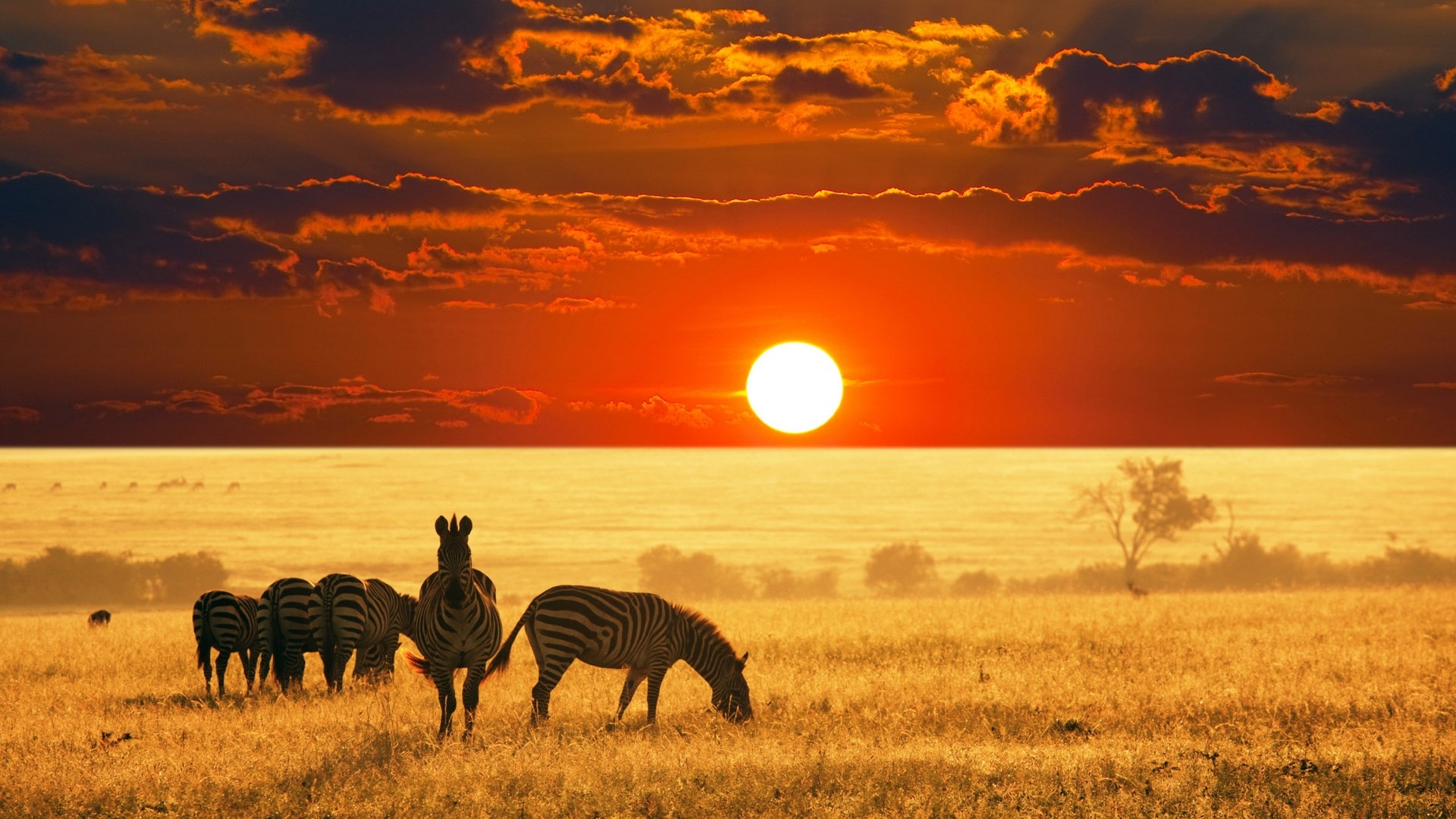 Sunset And Zebras HD Wallpaper Africa HD