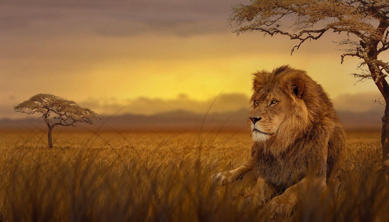 Animals #Lion, Savannah, Nature #wallpaper HD 4k background