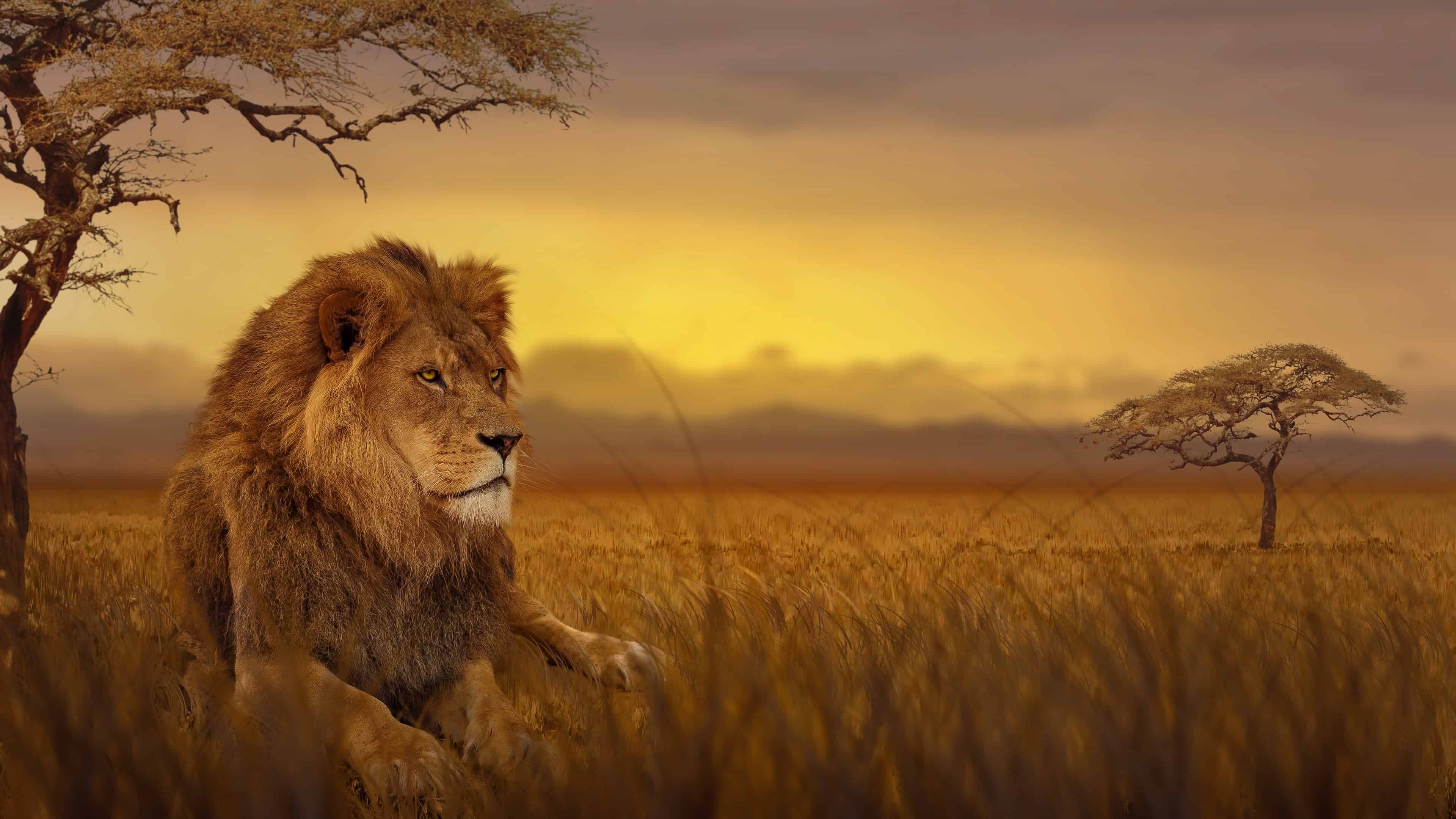 Lion African Savannah UHD 4K Wallpapers