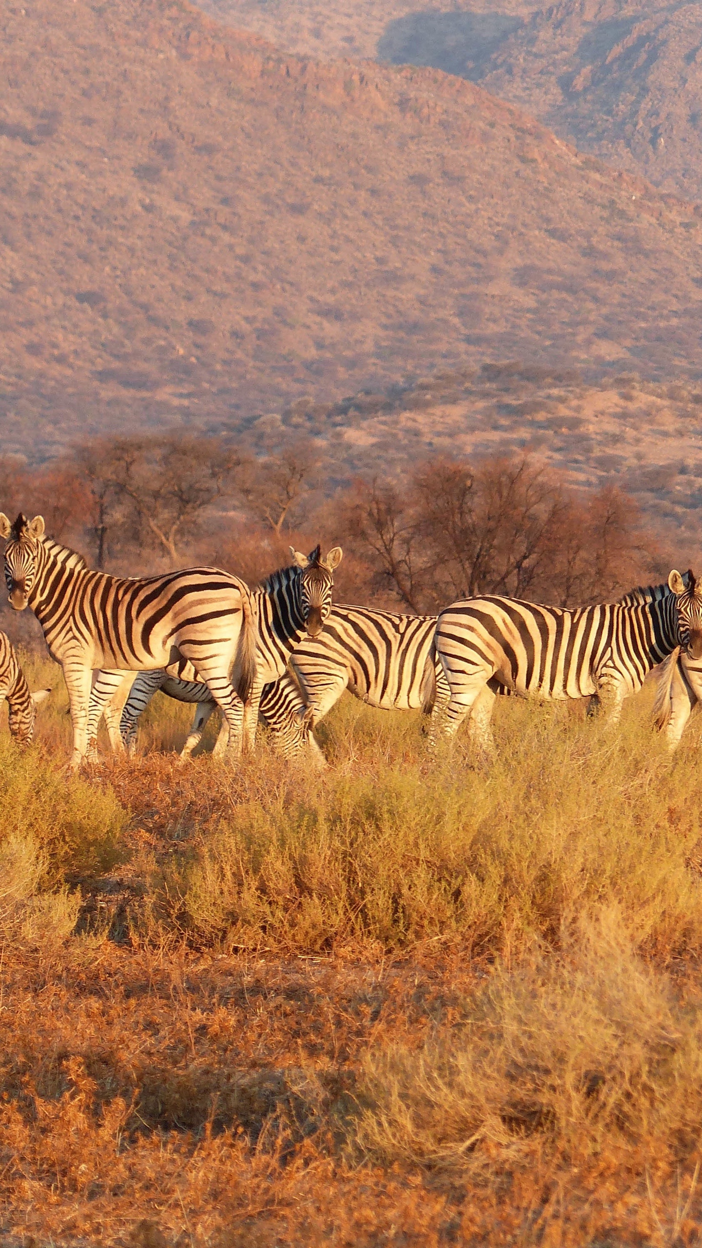 Download wallpaper 1440x2560 zebra, herd, savannah, pasture