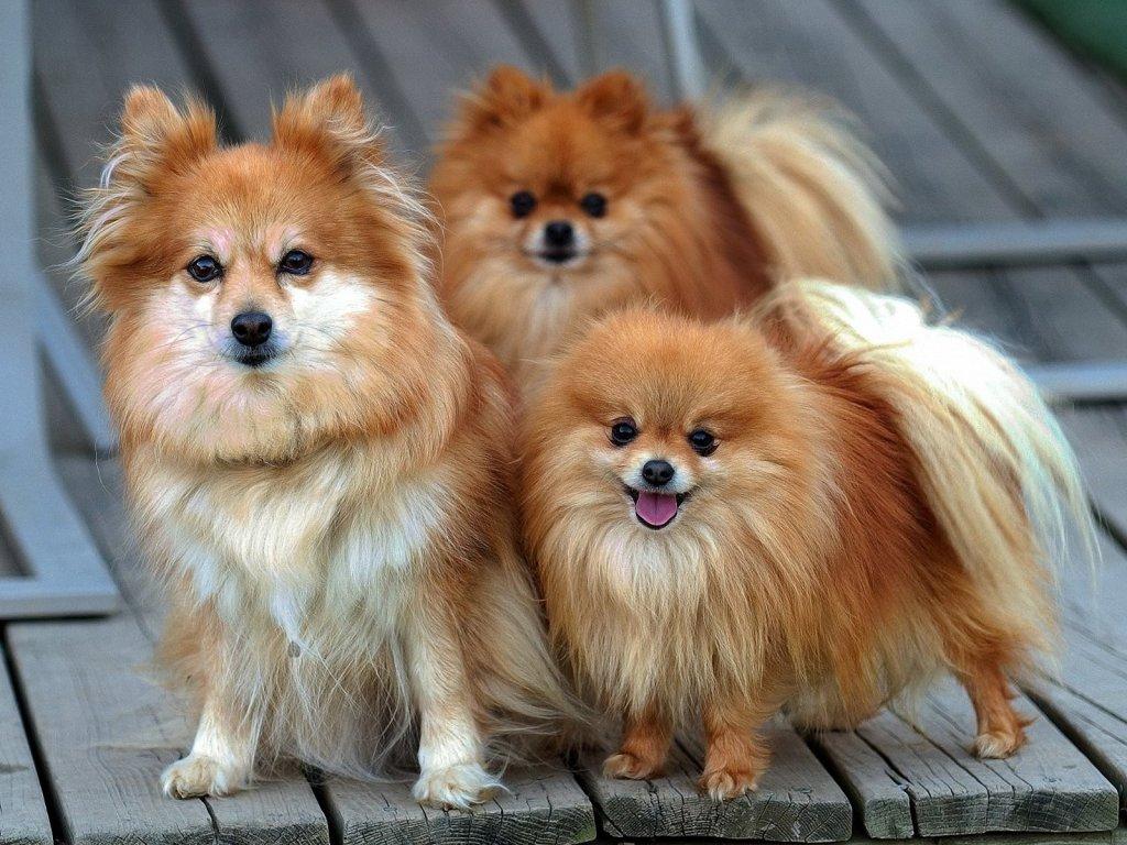 Three Pomeranian dogs photo and wallpaper. Beautiful Three