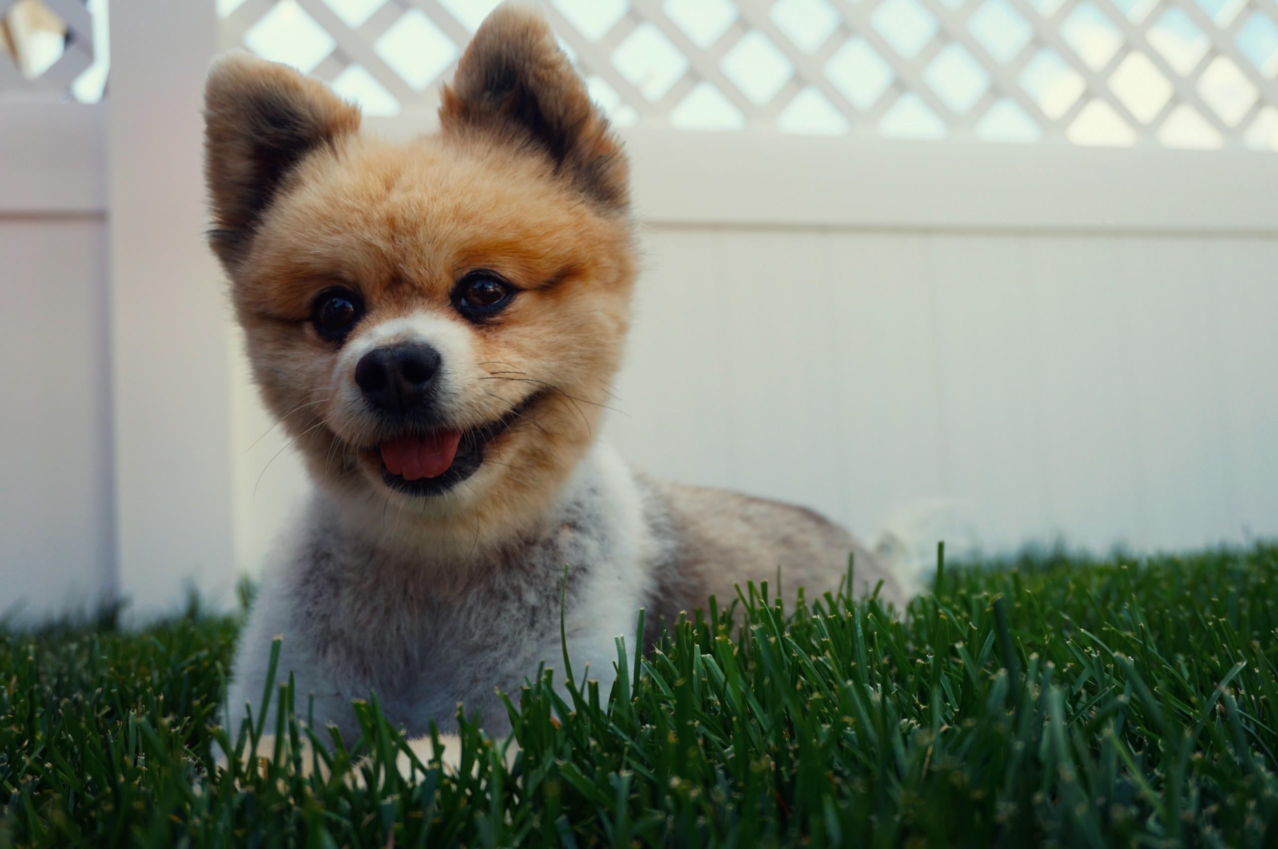 Download 2560x1700 Pomeranian, Puppy, Cute, Grass, Tongoue