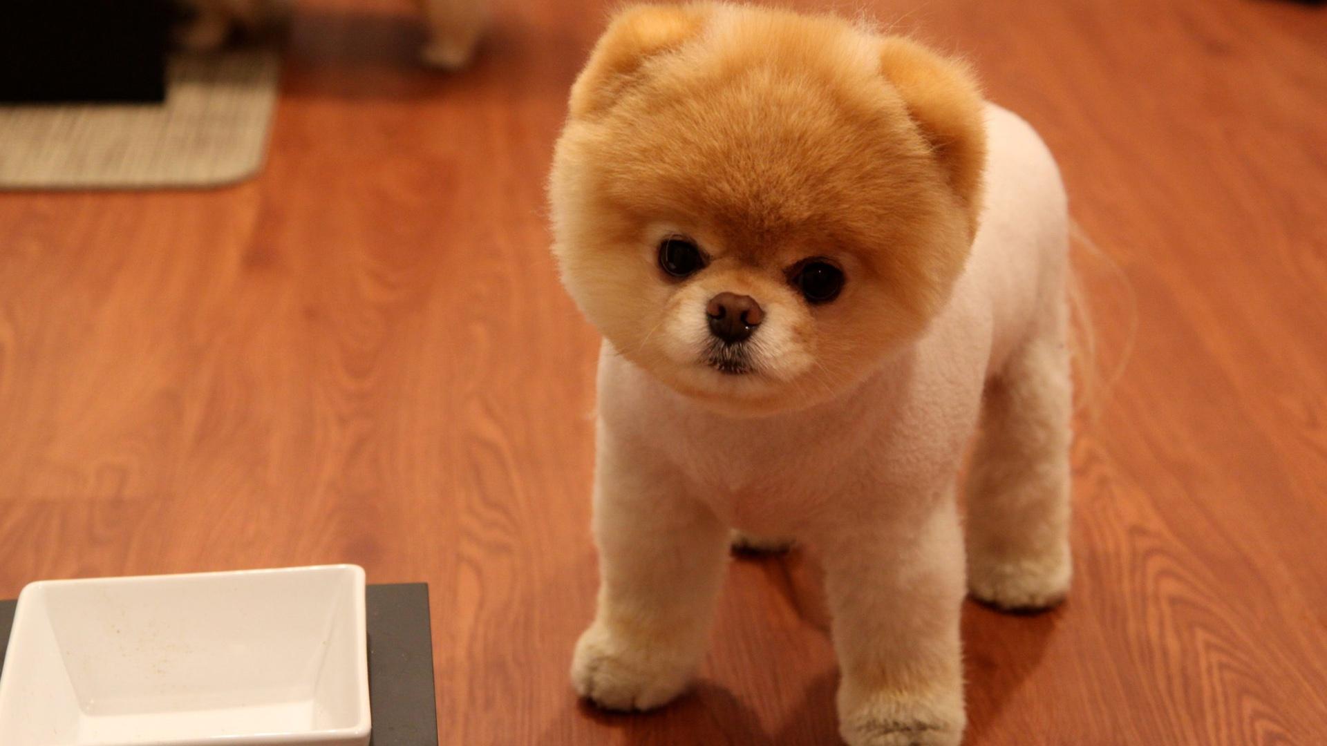 Cute Dog Breeds Wallpaper 3 Pomeranian Haircut