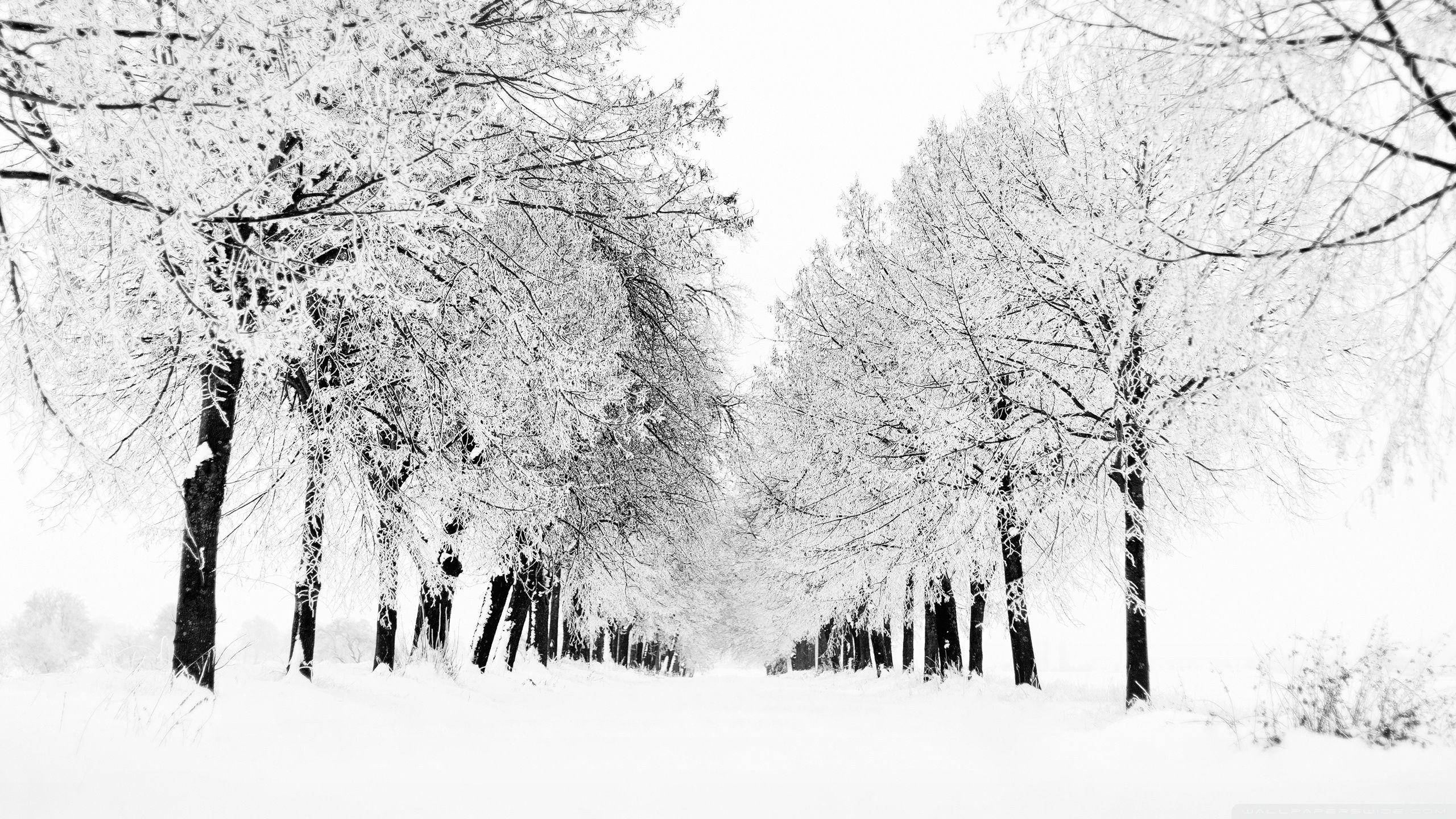 Winter | 100+ best free winter, snow, outdoor and grey photos on Unsplash