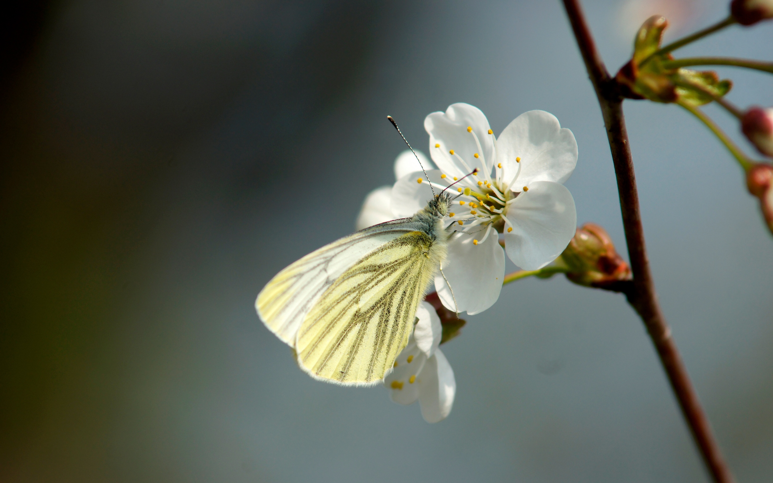 Download wallpaper 2560x1600 butterfly, cherry, spring