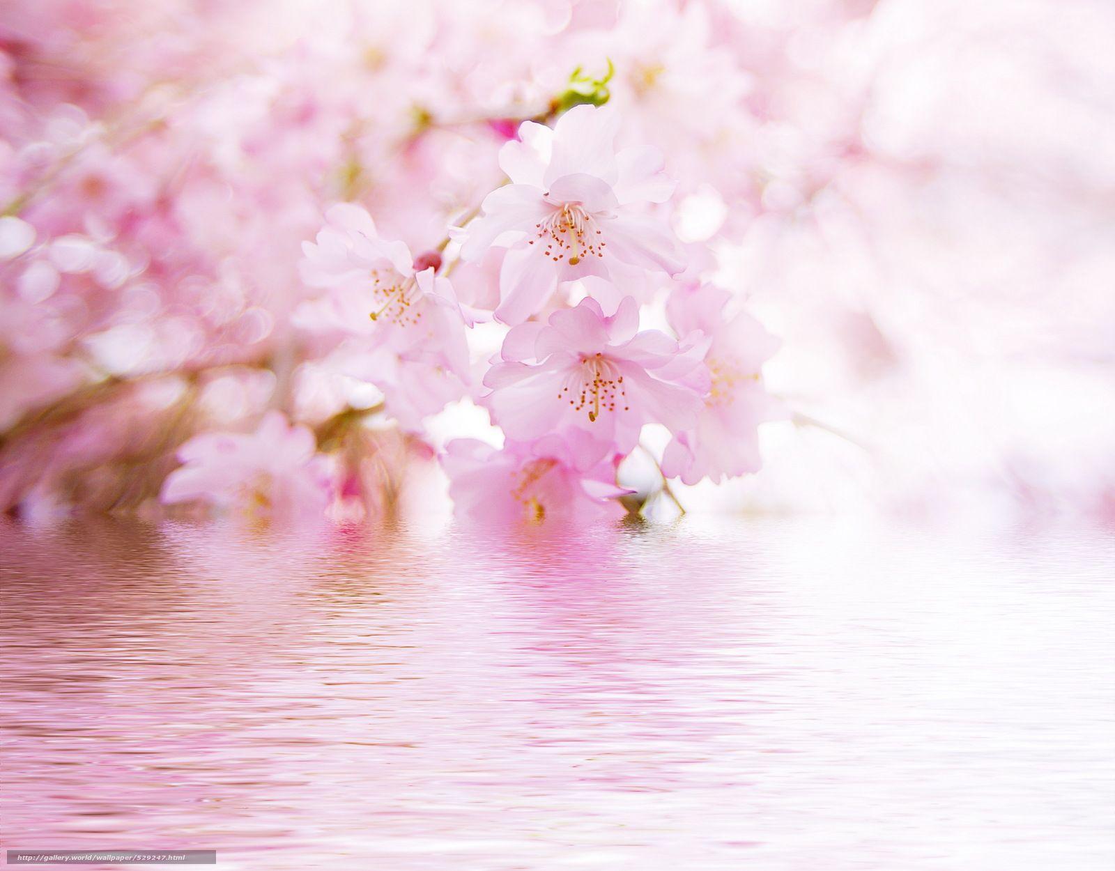 Download wallpaper blurring, reflection, water, Flowers free