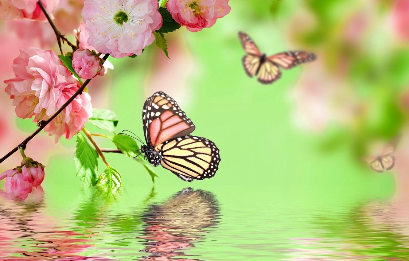 Wallpaper water, butterfly, reflection, pink, spring, flowering, pink, water, blossom, flowers, spring, reflection, butterflies image for desktop, section цветы