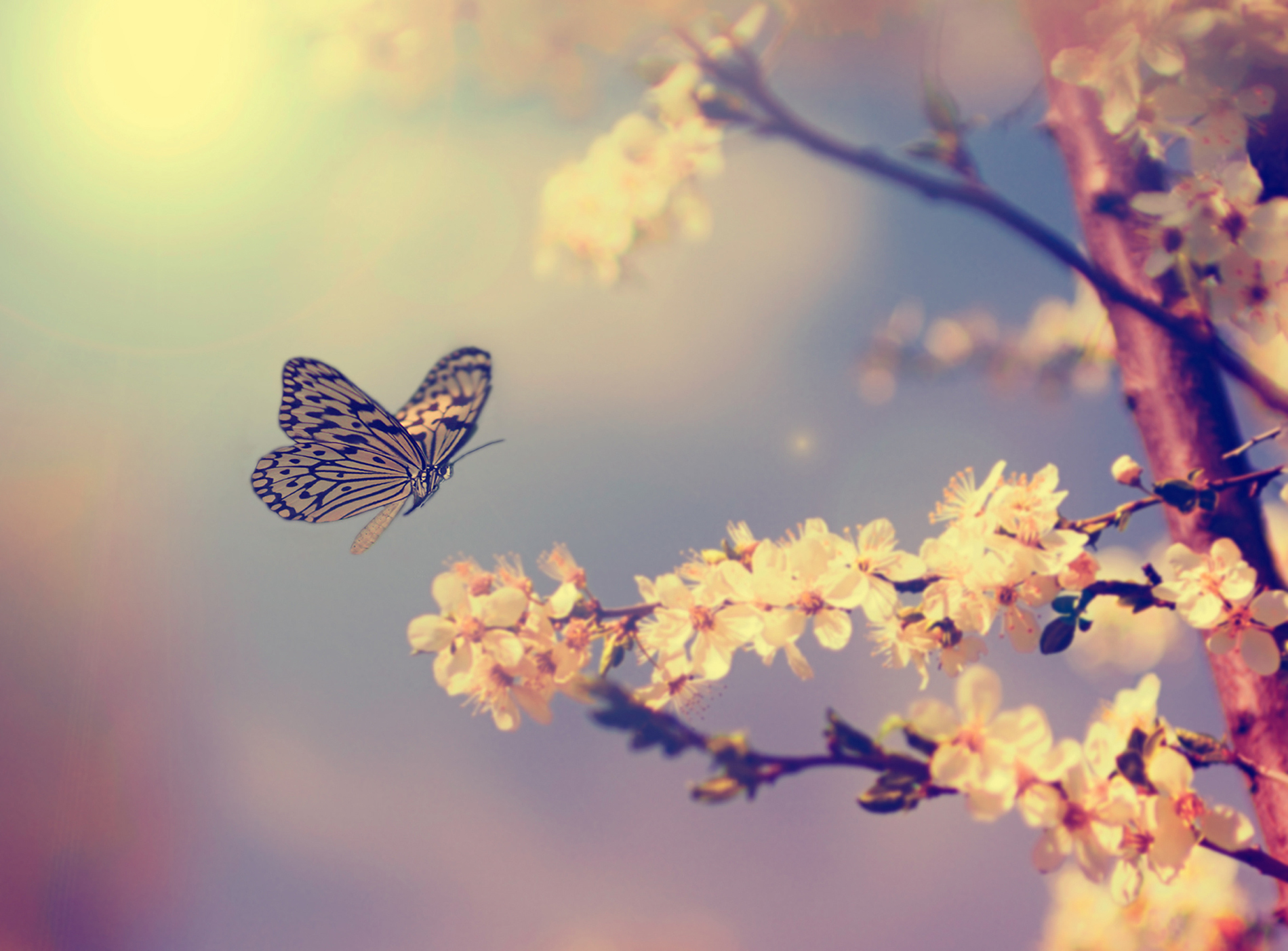Butterflies and blooming cherry blossoms 53045
