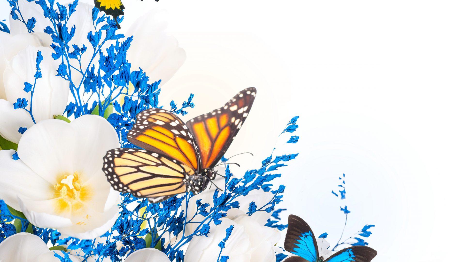 Flowers Blossom Butterflies Spring Beautiful Lotus