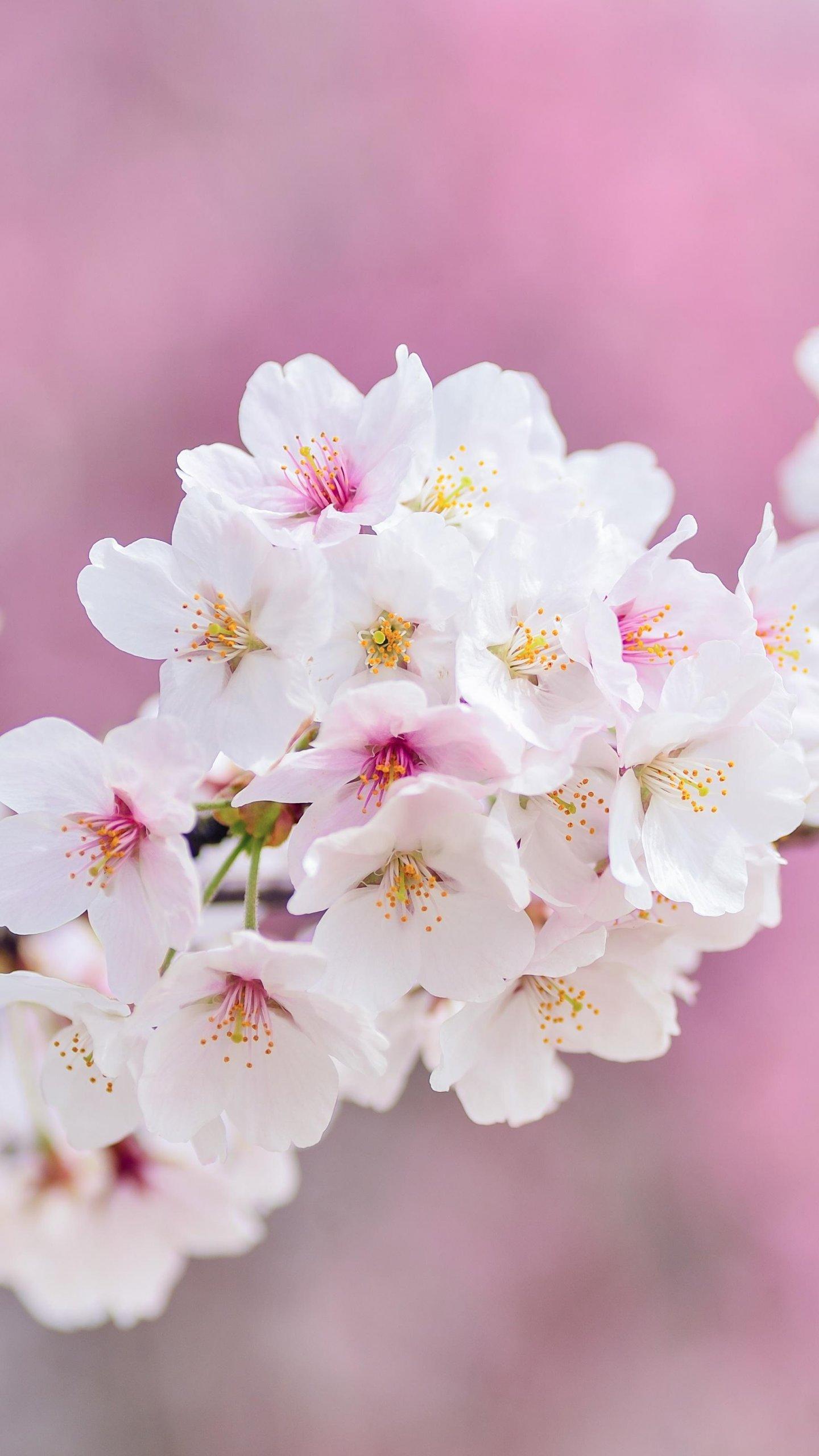 Spring Blossoms Wallpaper, Android & Desktop Background