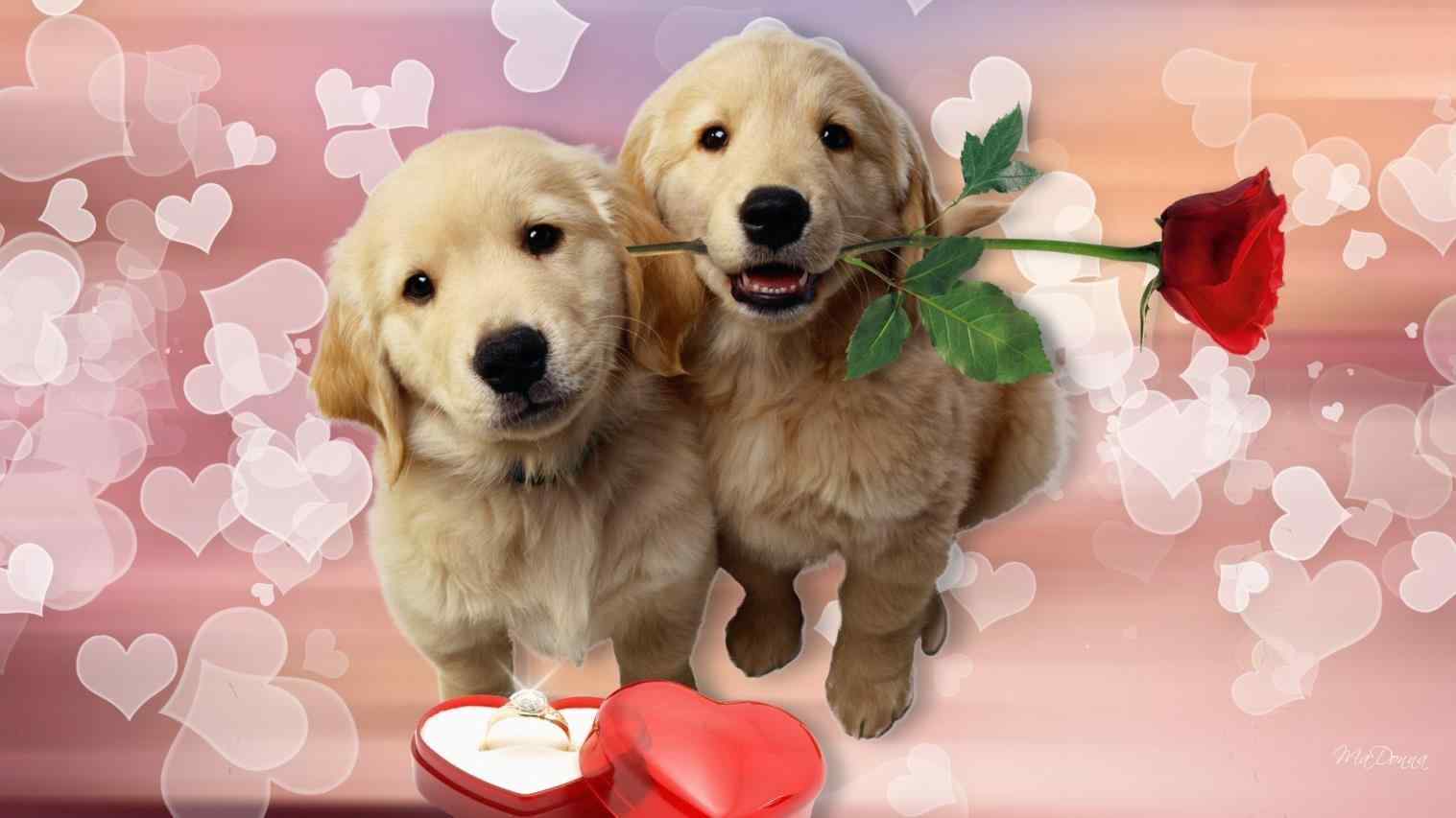Valentine's Day Puppy Wallpaper Free Valentine's Day Puppy Background