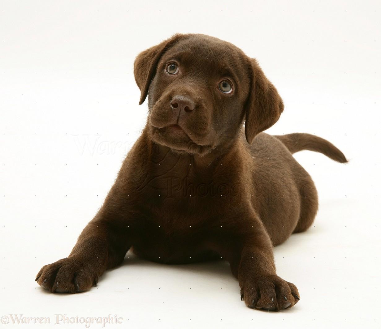 Free download Pin Chocolate Labrador Puppies Wallpaper Cake [1231x1064] for your Desktop, Mobile & Tablet. Explore Chocolate Lab Puppy Wallpaper. Yellow Lab Wallpaper, Black Lab Wallpaper for Computer, Chocolate