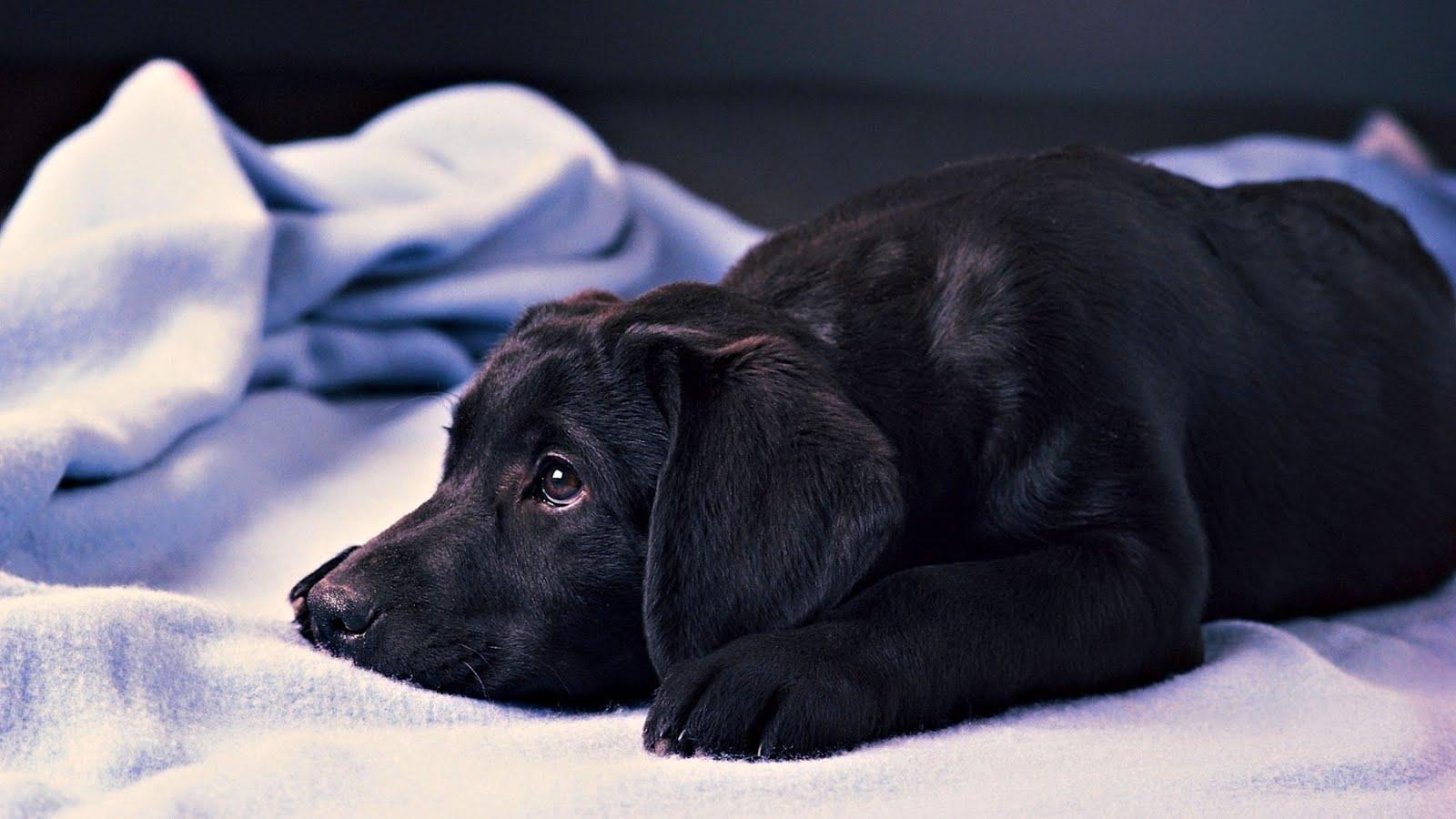 Download Black Labrador Retriever Puppy Wallpaper,