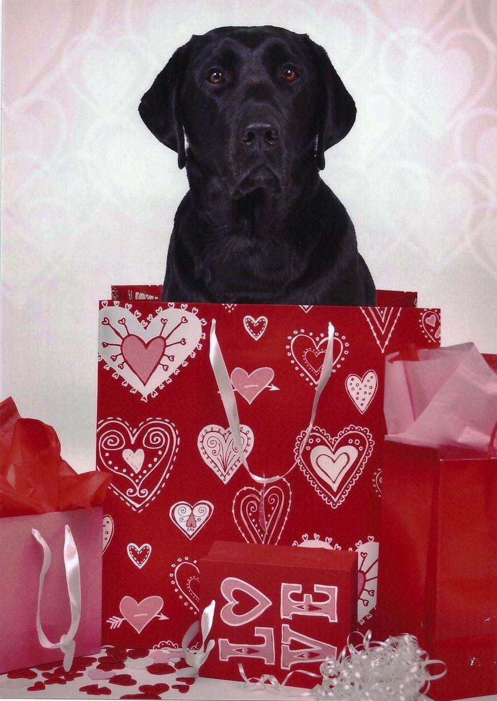 Labrador Retriever is the Best Dog Ever. Dogs, breeds