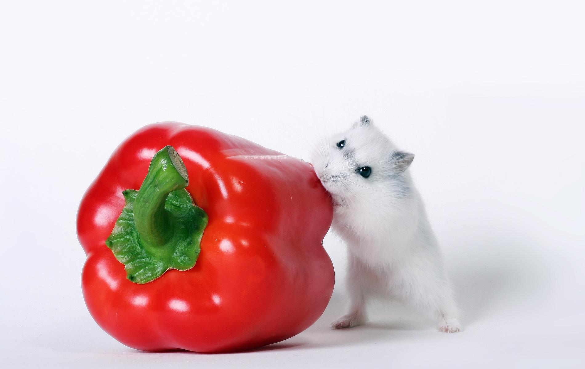 animal-food-wallpapers-wallpaper-cave