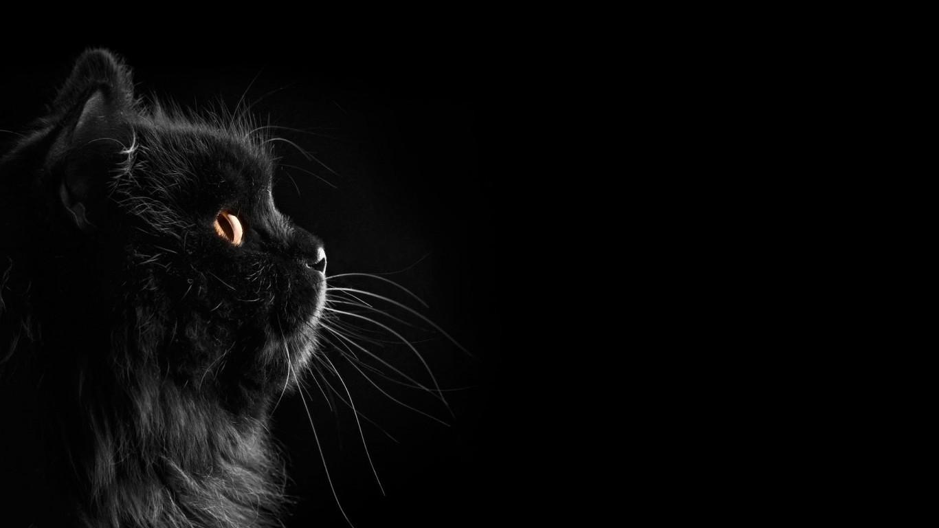 Download 1366x768 Black Cat, Majestic Wallpaper for Laptop