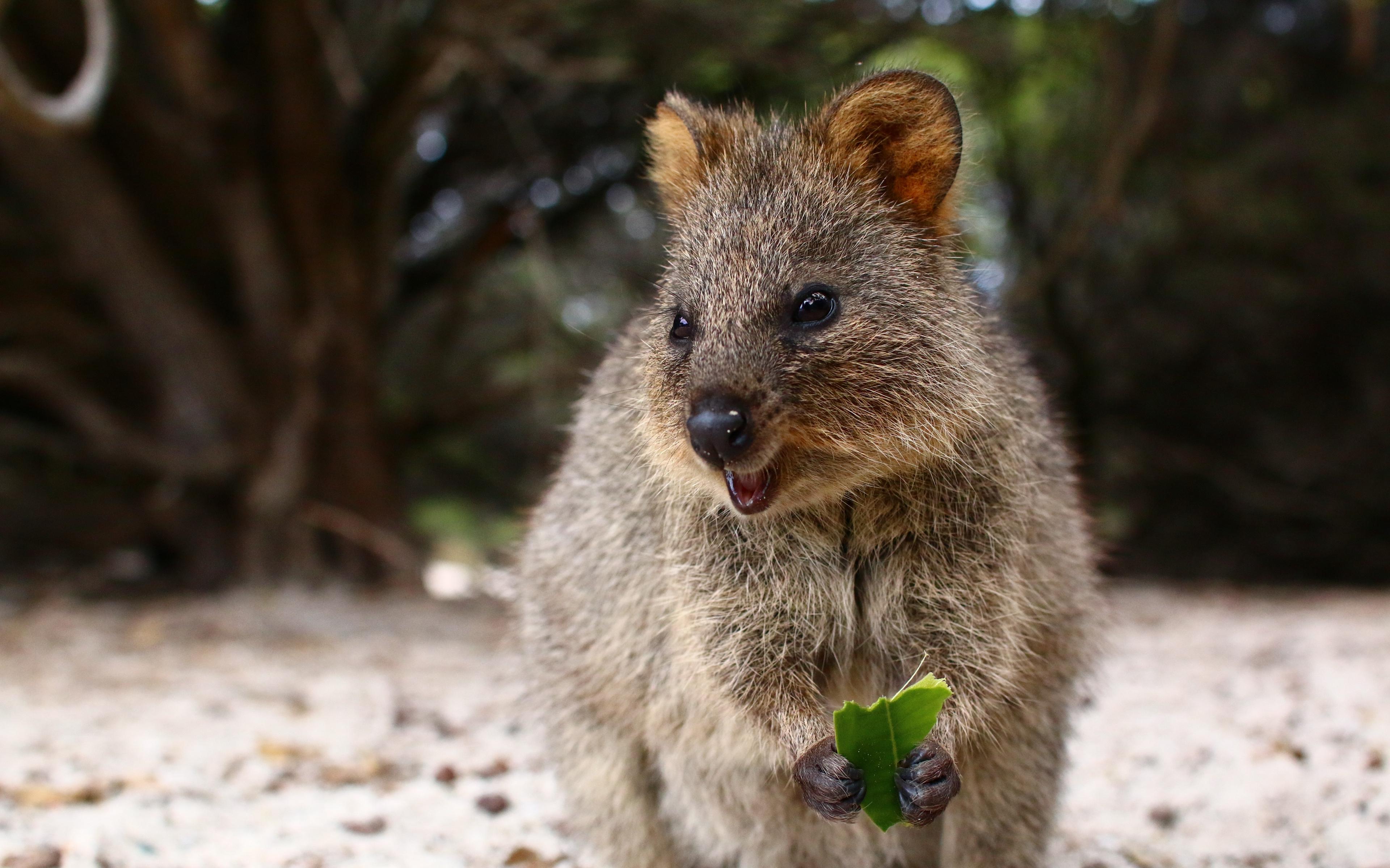 Wallpaper Quokka, Cute, Food, Cute Animal Wallpaper