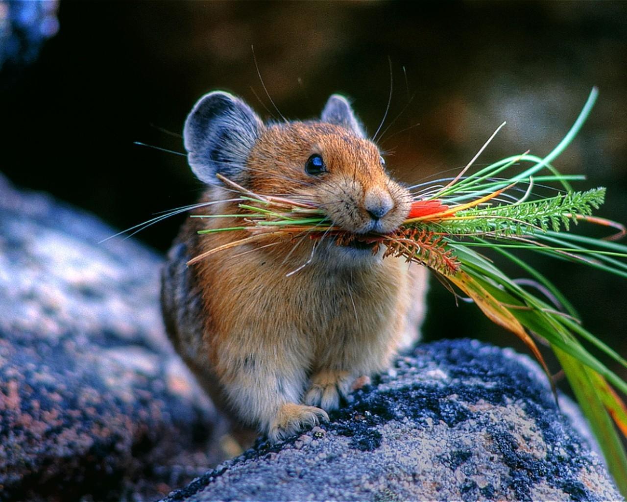 animals food rats mice 1280x1024 wallpaper High Quality